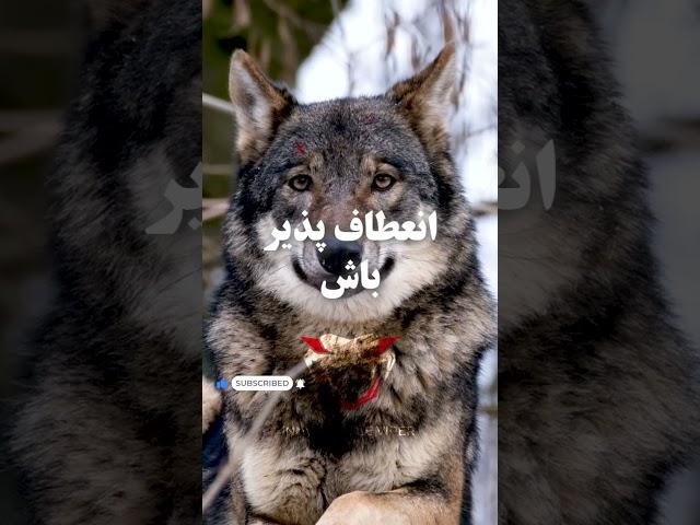 Wolf Mentality Motivational #shorts