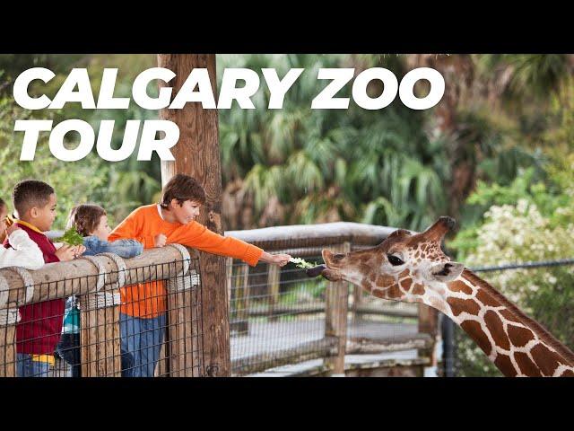 Calgary Zoo Full Walking Tour