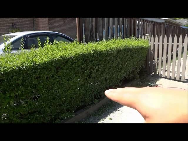 How To Trim Hedges (DIY Landscaping Tutorial)