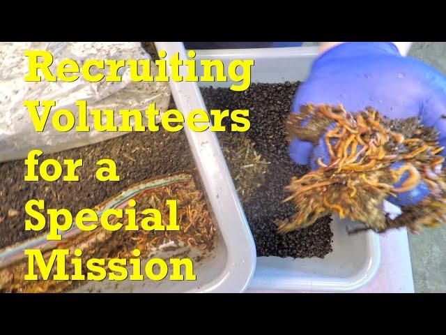 Clumps screened from vermicompost become bedding for new ENC worm bin - vermicompost