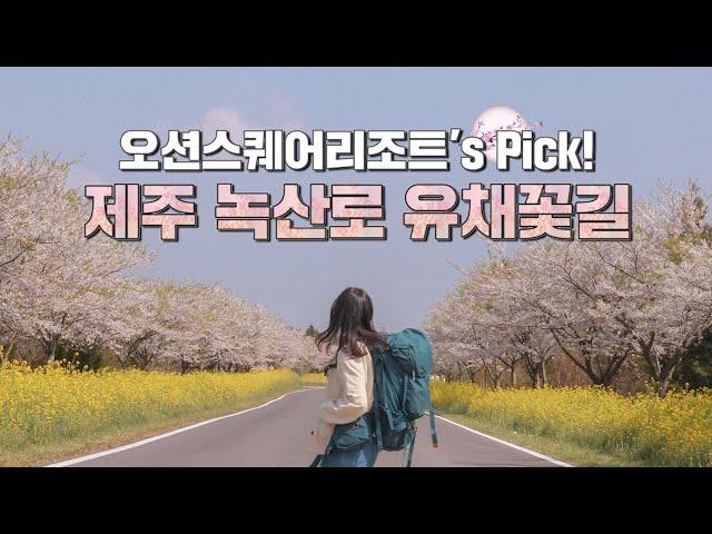 봄에 꼭 가봐야 할 여행지!! 제주 녹산로 (Feat. 오션스퀘어리조트) #Shorts