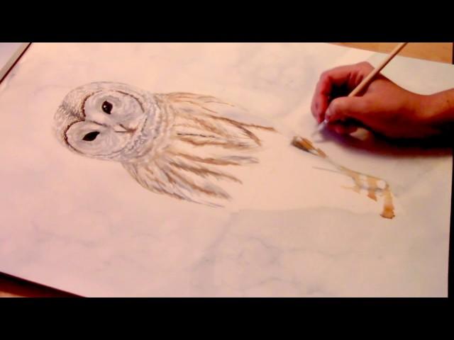 WATERCOLOR OWL TIMELAPSE