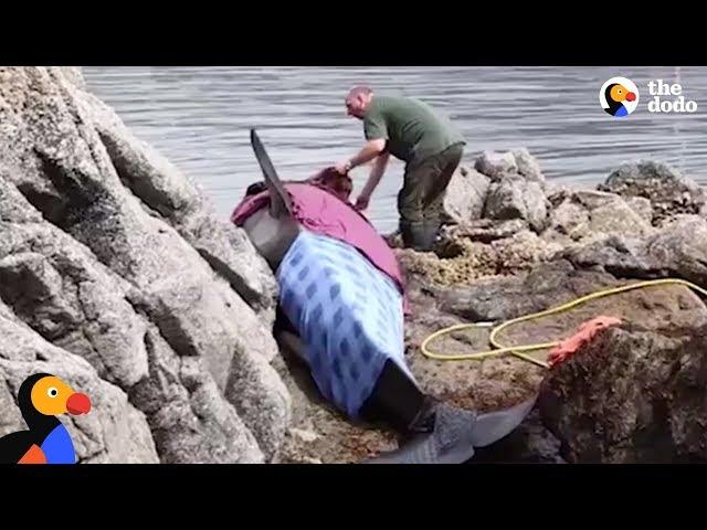 Orca Stranded On Rocks Is Kept Alive by Rescuers | The Dodo