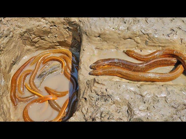 Eel Fish Trapping | Smart Boy Build Eel Fish Trap By Digging Deep Hole