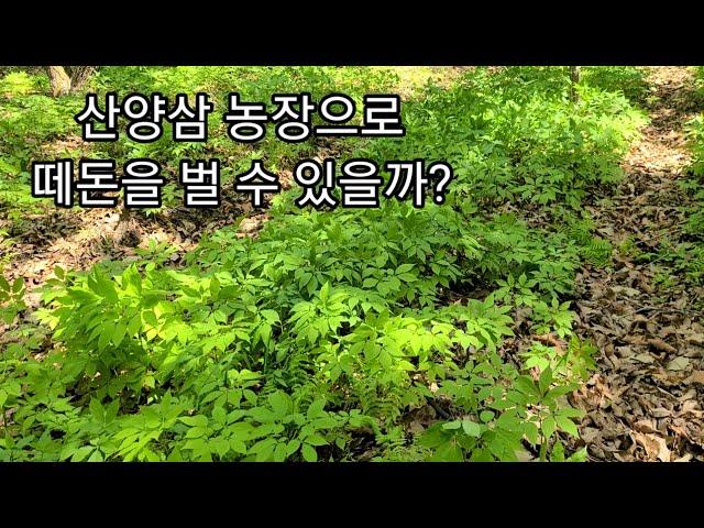 산양삼농장으로 떼돈을 벌 수 있을까?