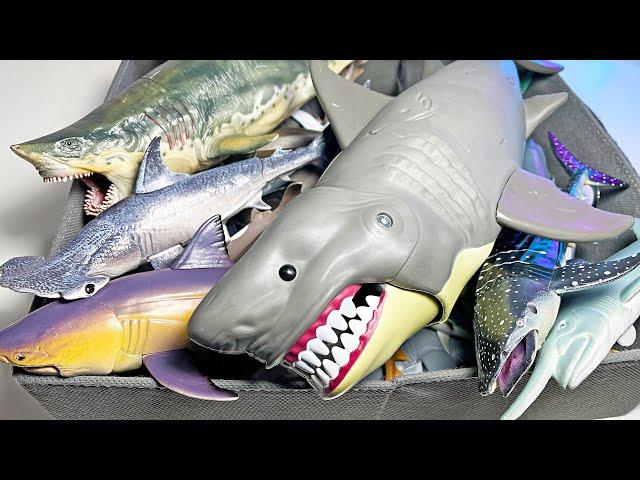 Sharks Figurines Collection - Lemon Shark, Great White Shark, Thresher Shark, Mako Shark, Hammerhead