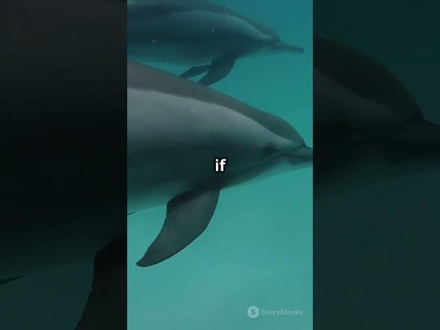 What If Animals Can Talk? - Hmmm 