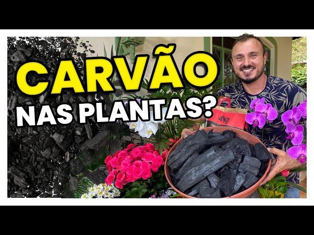 Como utilizar o CARVÃO nas suas PLANTAS