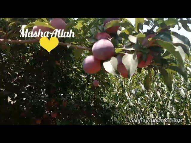 Fascinating Swat Plum Garden || Aloo Bukhara Ka Dilkash Baag || Shafi's Fashion & Vlogs