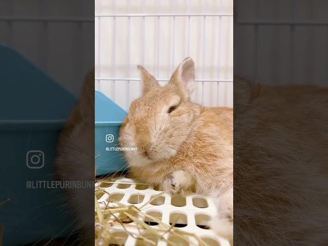 Kawaii Bunny Taking Lazy Nap 