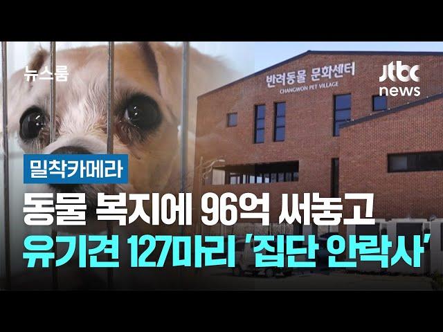 [밀착카메라] 동물 복지 늘리자며 96억 써놓고…유기견 127마리 '집단 안락사' 전말 / JTBC 뉴스룸