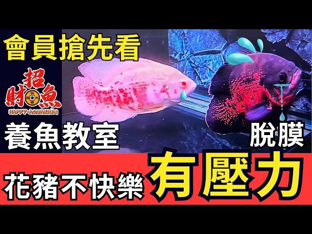 養魚教室- 離群..拒食的原因