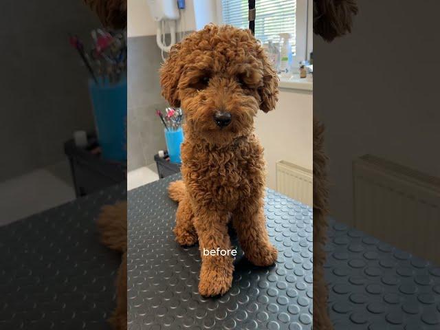 Teddy bear haircut on a poodle