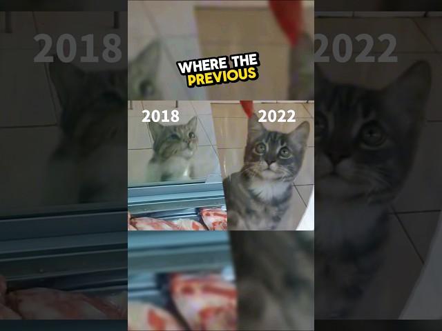 This stray cat in Turkey will touch your heart  #heartwarming #wholesome #stories