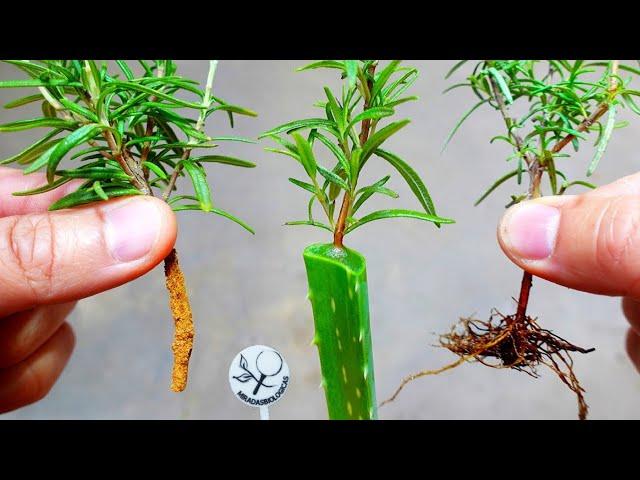 ROMERO Cuttings - More LEAVES and Branches - High Production 