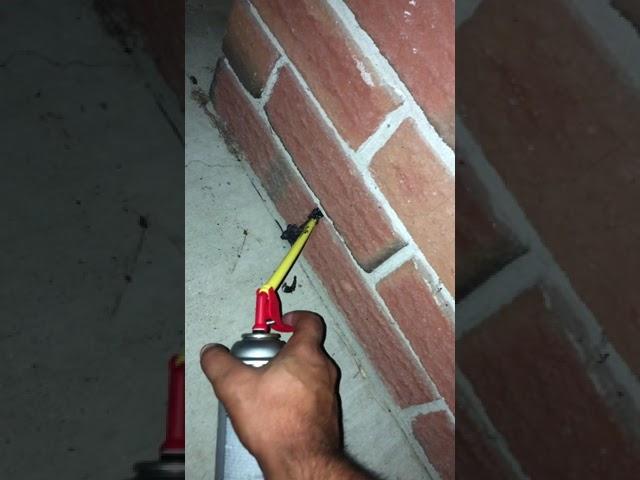 Spray Foaming A Wasp Nest  