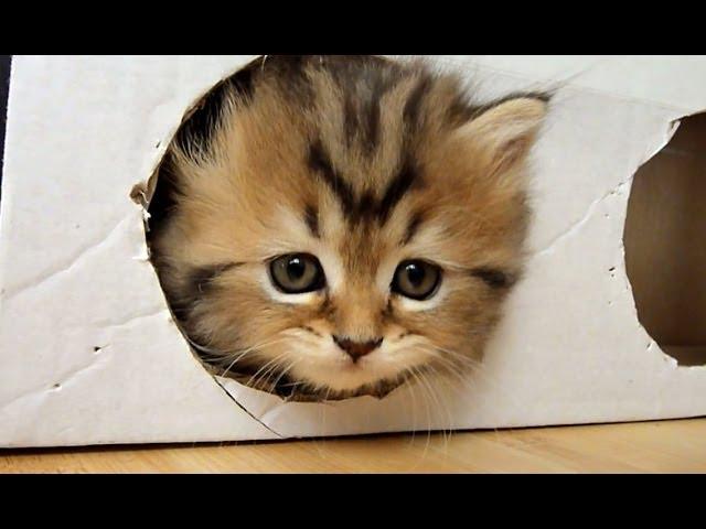 Cute Kittens playing a Box ( homemade free toy )