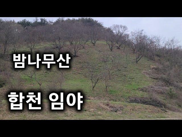 79번) 임야매매  밤나무산 합천임야 매매 땅선생 합천군임야 ( 산청임야 의령임야 창녕임야 )