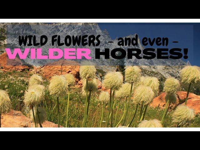 Clematis and horses | Wild plants and WILD horses @DannebergAcres #acreage #acreageliving #farming