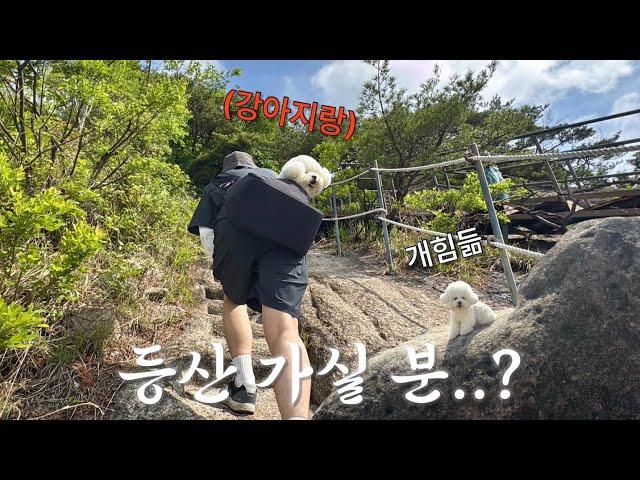 climb a mountain with a dog