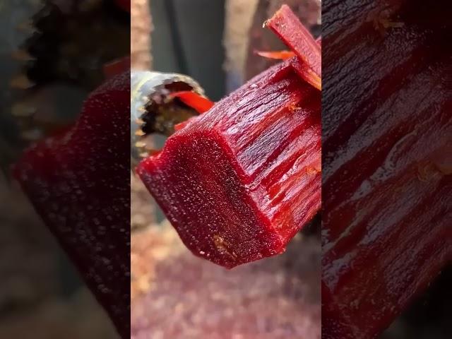 red Chandan /लाल चंदन#shortsvideo #trending #viral #akhilvlogs