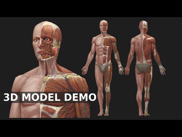 Low poly Hand painted Anatomy model PROMO