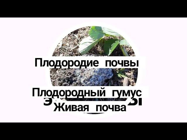 Плодородная почва живая Плодородие живой почвы Как сделать