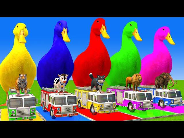 5 Giant Duck Cartoon,Cow,Mammoth,Tiger,Lion,Dinosaur,Paint Wild Animals Crossing Fountain Animation