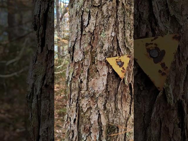 Very old Kejimkujik trail marker. #hiking #nature #backpacking