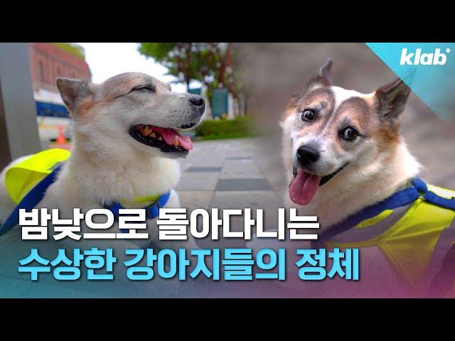 :우리 동네 절대 지켜!!! 국내 최초 반려견 순찰대 등장｜크랩