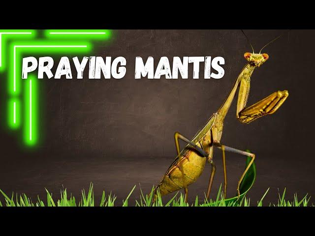 Praying Mantis:  Most Unusual Predator