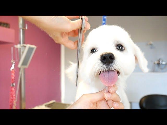 Grooming Guide - How to Groom a Maltese (Puppy) #13