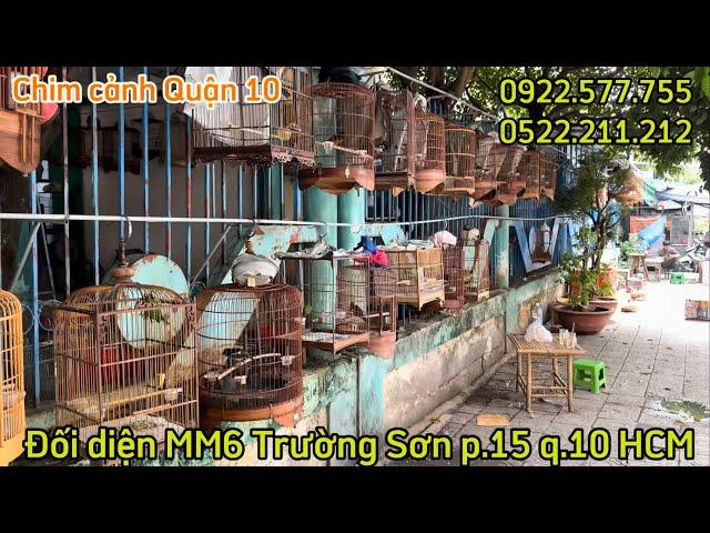 23.05 Review và báo giá toàn bộ chim tại CCQ.10