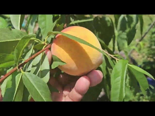 Whatever happened to our fruit trees?