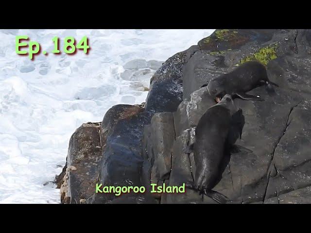 Ep.184. Kangaroo Island