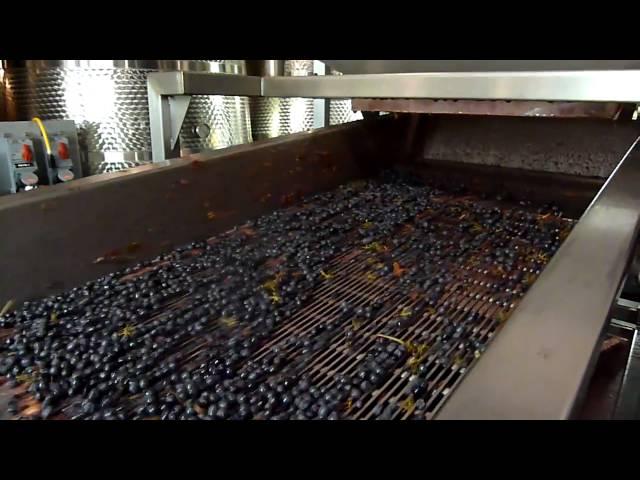 Wine Production in the Napa Valley