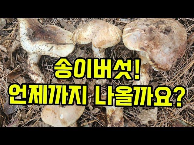 송이버섯 언제까지 나올까요?.저는 12월까지 가보렵니다.