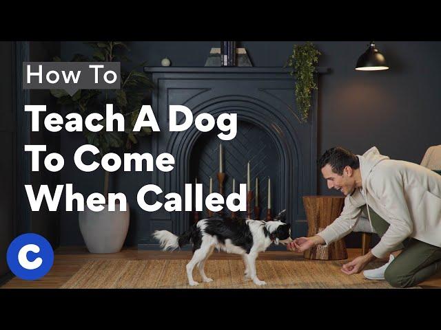 How To Teach a Dog To Come When Called | Chewtorials