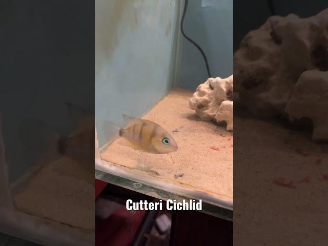 Cutteri Cichlid #fish #newworldcichlids #shorts