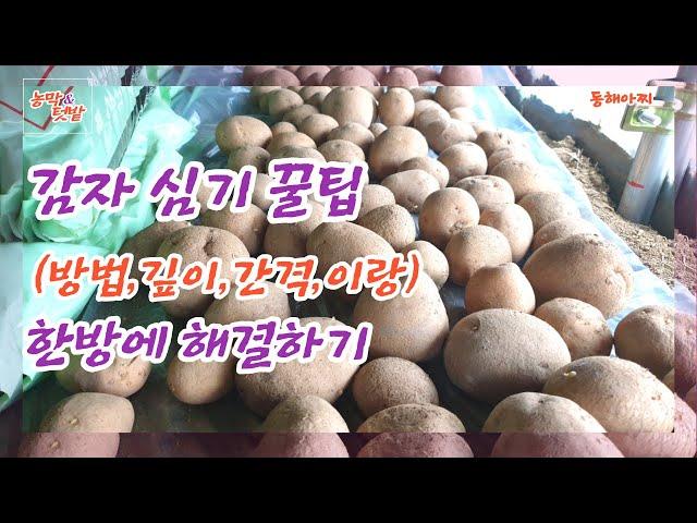 감자 심는 방법의 모든 것 한방에 해결하기.Everything about planting potatoes in one shot.