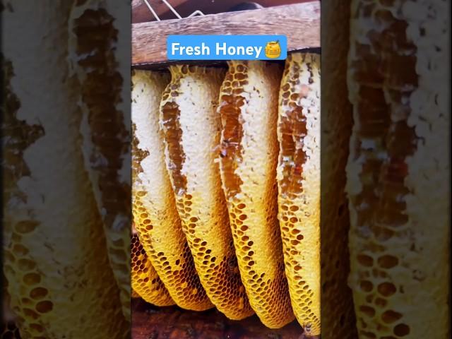 Extreme Honeycomb harvesting |Harvesting honey from beehive  EP104 #trending #shorts #satisfying