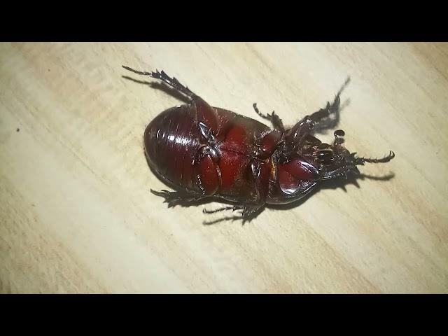 Uwang "Uang" Insect Video