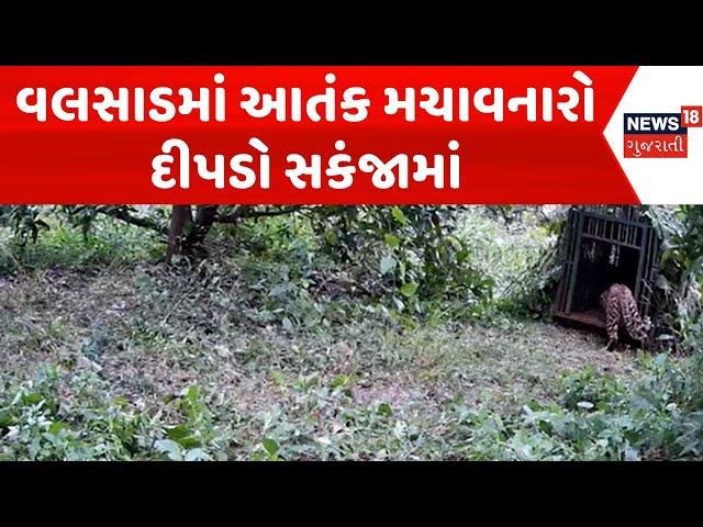 Valsad News : વલસાડમાં આતંક મચાવનારો દીપડો સકંજામાં | Wild Life | Gujarati Samachar | News18