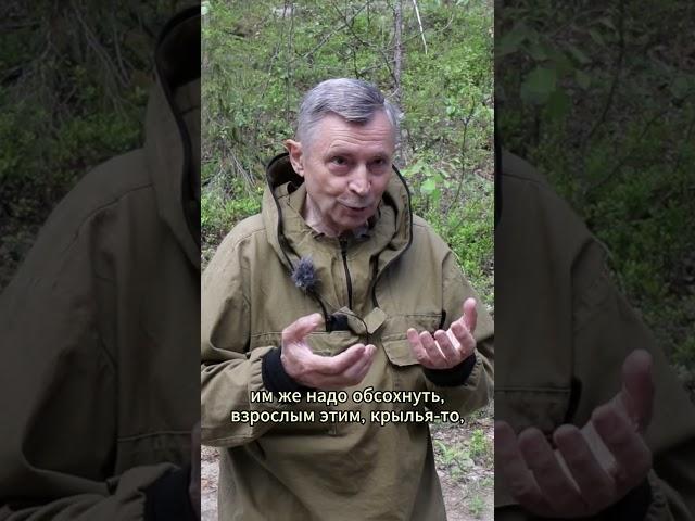 Комариный туман. Лапландский заповедник.