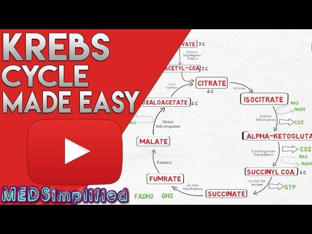 KREBS CYCLE MADE SIMPLE - TCA Cycle Carbohydrate Metabolism Made Easy