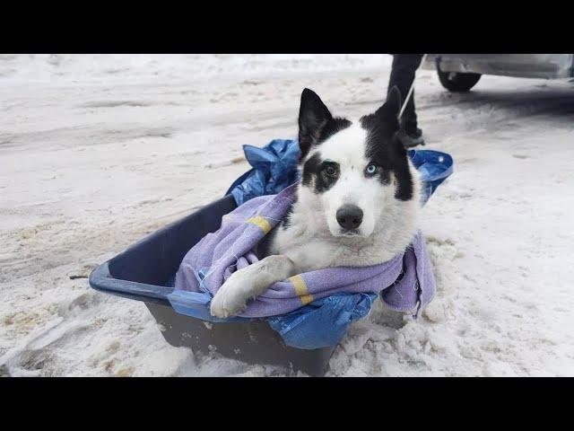 Abandoned and Broken – His Tragic Chase After His Owner’s Train Ends in an Accident