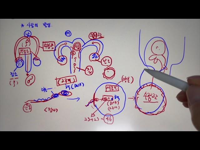 [7분만에 끝내는 '사람의 발생 과정'] [중3과학] [5단원 생식과 발생]