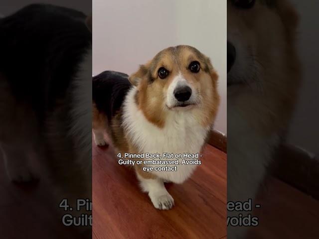 Ear positions of my potatoes and what they mean