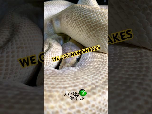 I spent $8,500 USD on these snakes! #molinarosnakelab #ballpythons #royalpython #ballpythonbreeding
