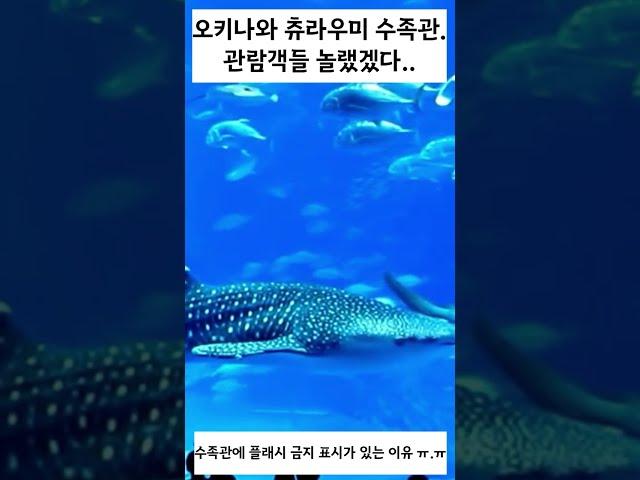 오키나와 츄라우미 수족관 사고영상